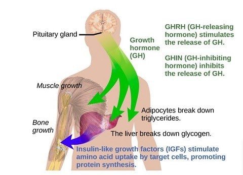 Human Growth Hormone: HGH Facts & Information