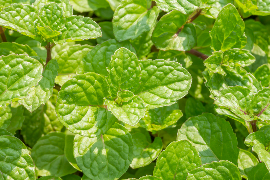 A closeup of fresh mint